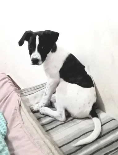Cãozinho 5 meses porte médio