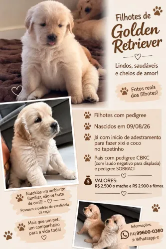 Golden Retriever com Microchip e Pedigree