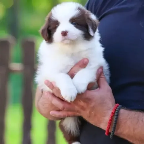 Filhotes de Border Collie | Amor em cada instante.