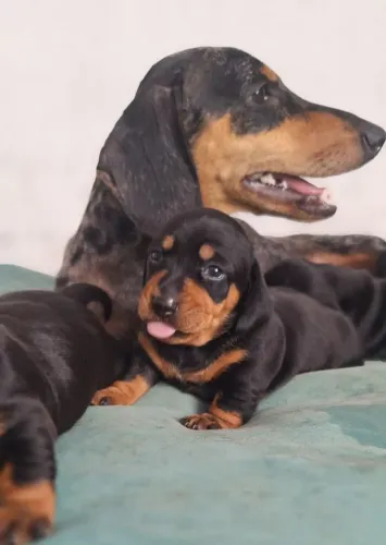 Filhote cofap/salsichinha- Dachshund 