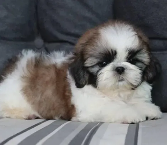 Shihtzu Mini Filhotes Excelente Companhia.