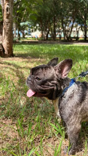 Procuro uma namorada para meu Buldogue Francês.