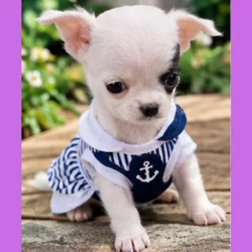 Chihuahua mini fêmea