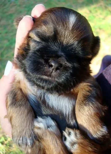 MINI SHIH TZU