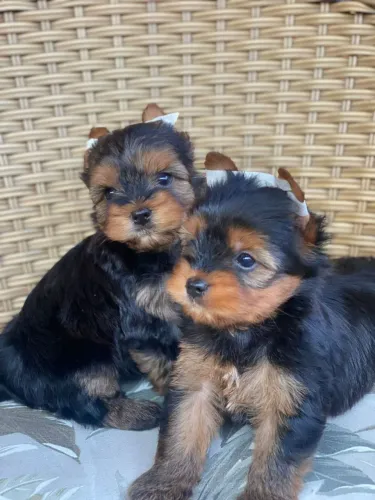 Yorkshire terrier macho micro, valores especiais parcelamos em até 18x