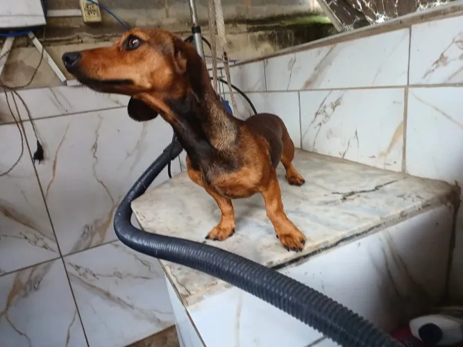 Seu pet pertinho de você!