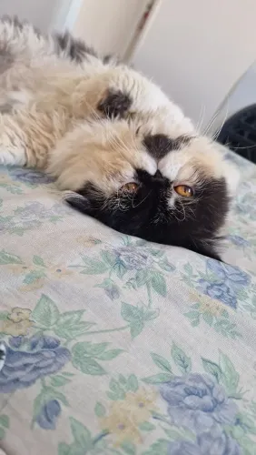 Gato persa macho