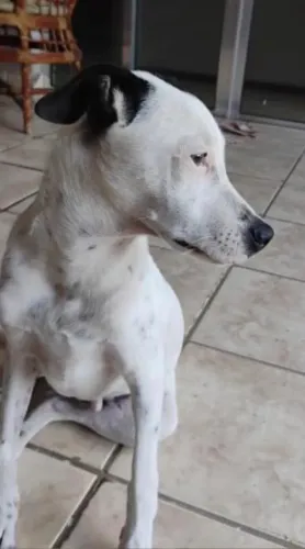 Cachorro pra doação