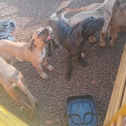 Vendo cachorros da raça cane corso