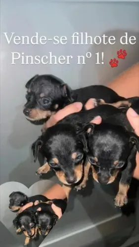Vende-se Pinscher nº 1!