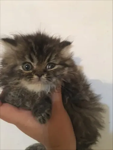 Gato Persa lindos filhotinhos com aparência premium