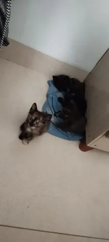 Gatos para doação 