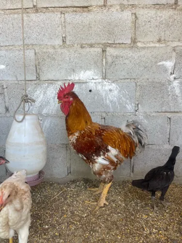 GALO GSB REPRODUTOR