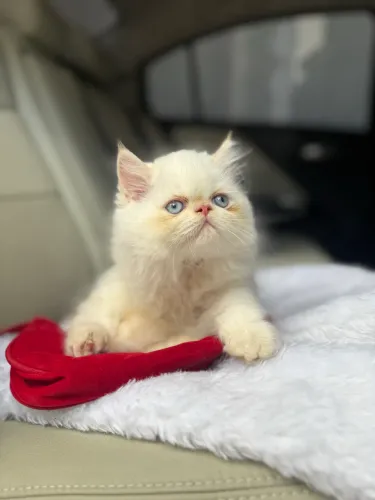 Gato persa Macho disponível Passo cartão 10x