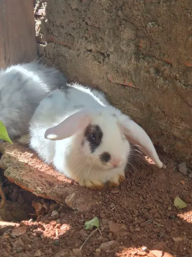 Vende-se coelho mini lop fêmea