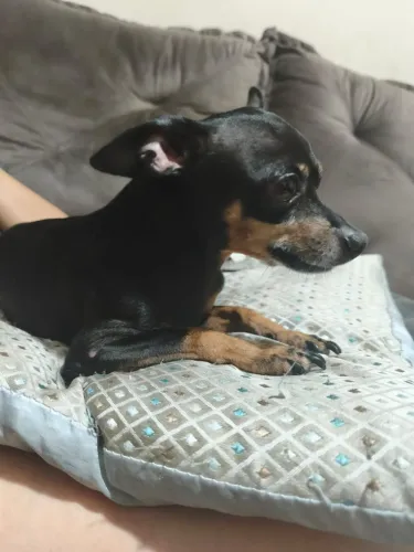 Pinscher para adoção responsável