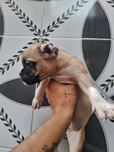 ultima filhote de american bully femea