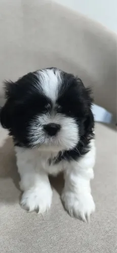 SHITZHU MACHO PURO