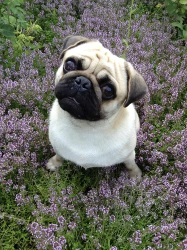 Pug Filhote Carinhoso e Saudável