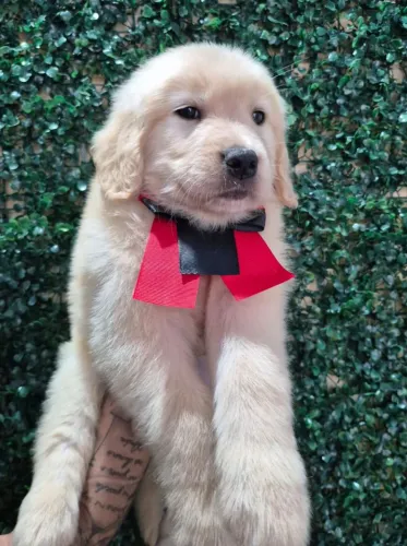 Golden Retriever em até 12 x