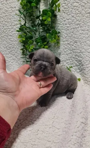 Bulldog Francês pirata, preto, creme, chame pelo what's
