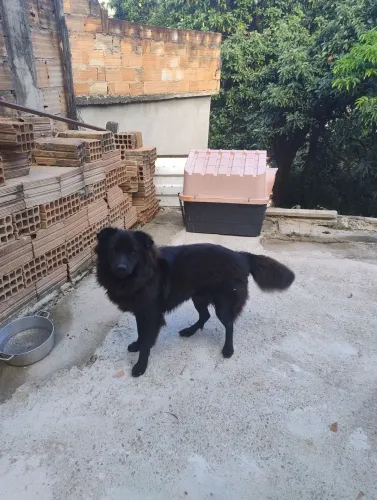 Doa um cachorro pastor belga