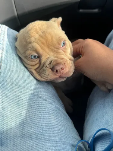 VENDE- SE FILHOTE DE AMERICAN BULLY