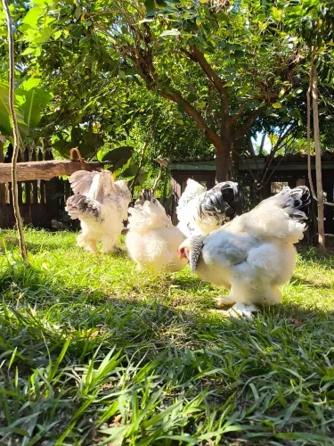 Ovos de galinha Brahma light
