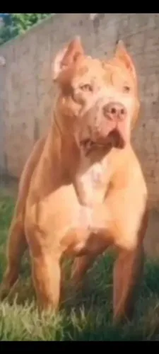 Pit Monster/Brazilian Bull