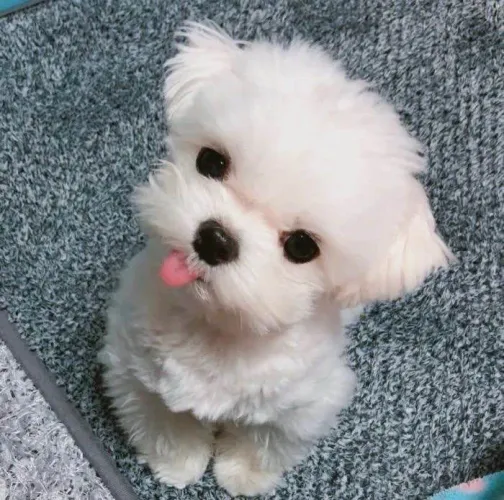 Filhote maltês, Amor Incondicional e Companhia Perfeita em Um Pacotinho de Pelo!