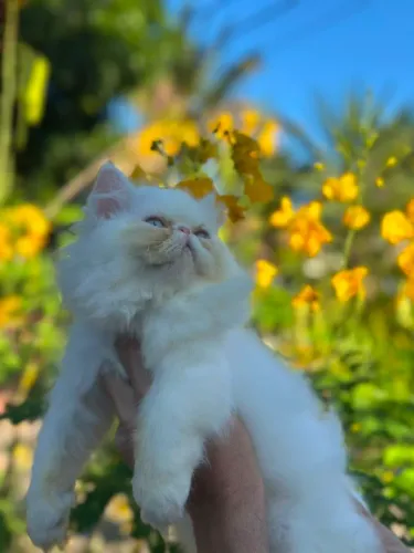 Perfeita gata persa