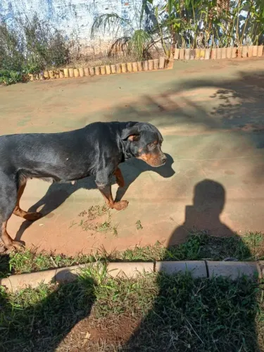 DOA-SE ROTTWEILER