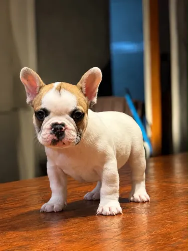 Buldogue Francês 