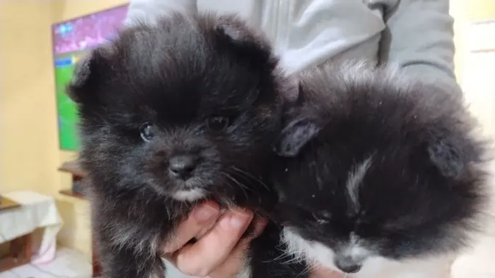 Lulu Pomerania Filhotes