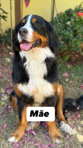Bernese Mountain Dog 