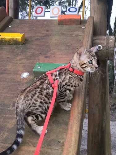Gato bengal, gato de bengala mistura com leopardo asiático, legitimo