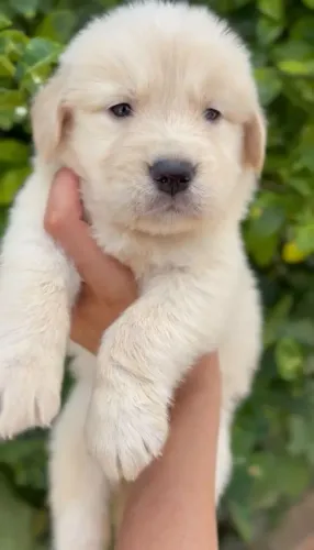 Golden Retriever puros