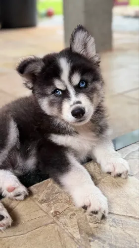 Husky macho perfeito com kit grátis em até 18x no cartão 