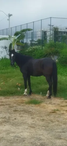 Vende-se este cavalo manga larga c criolo 