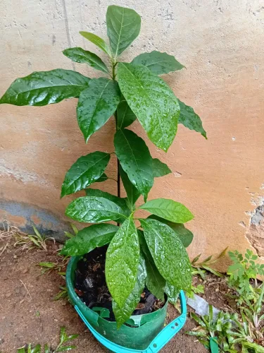 Vendo mudas de Abacate