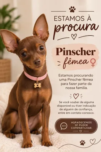 Filhote de pinscher!!