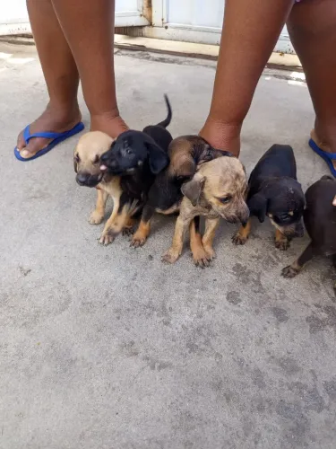 Doação de filhotes de cachorro ?