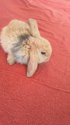 Filhote de coelho minilope