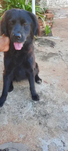 Doação cachorro