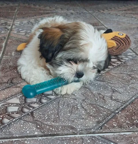 Linda filhote de Shih Tzu 3 meses