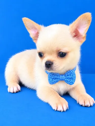 Chihuahua macho pelo curto cabeça de maçã pedigree