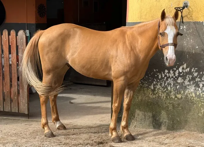 Quarto de Milha Palomino