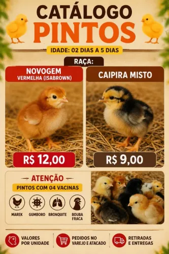 Pintinhos novogenbrow (isabrow) poederia