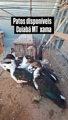 Vendo  Patos 