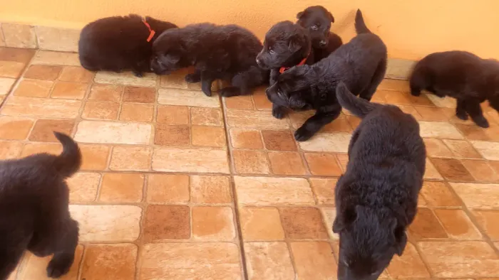 Animais